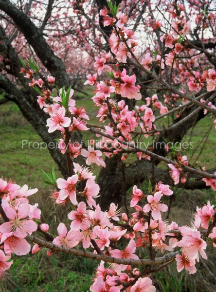 peachblooms