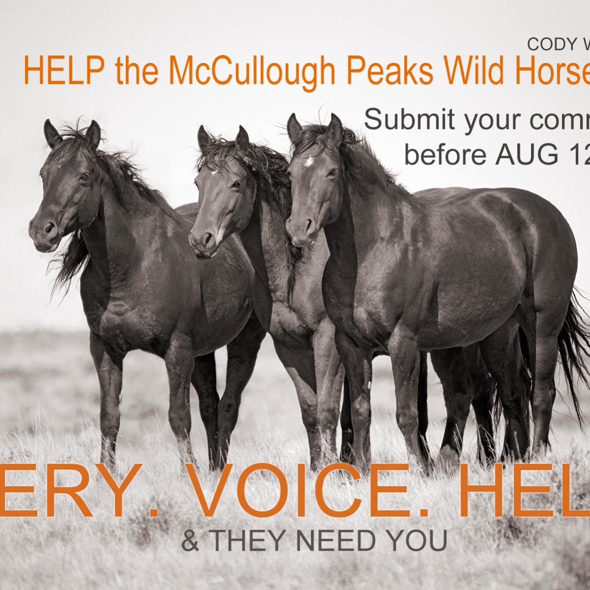 McCullough Peaks Wild Horses: Submit your Comments before Aug 12 2023